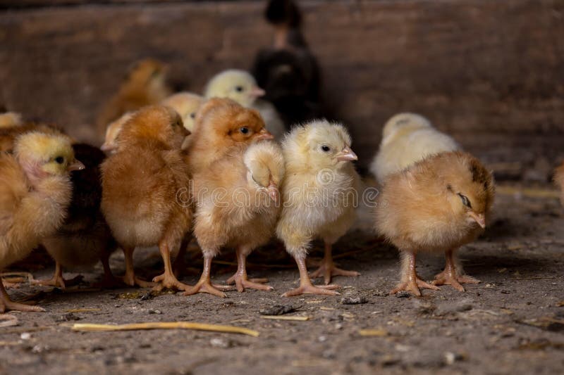 Little Chickens at a Poultry Farm. Stock Image Image of food, chick