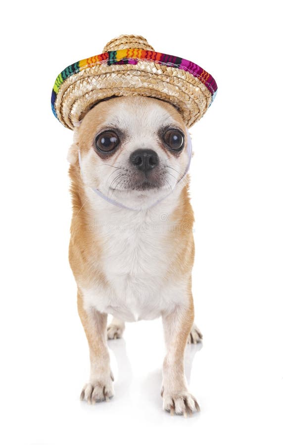 chihuahua in sombrero