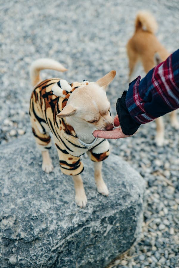 Little Chihuahua puppy wearing yellow tiger suit