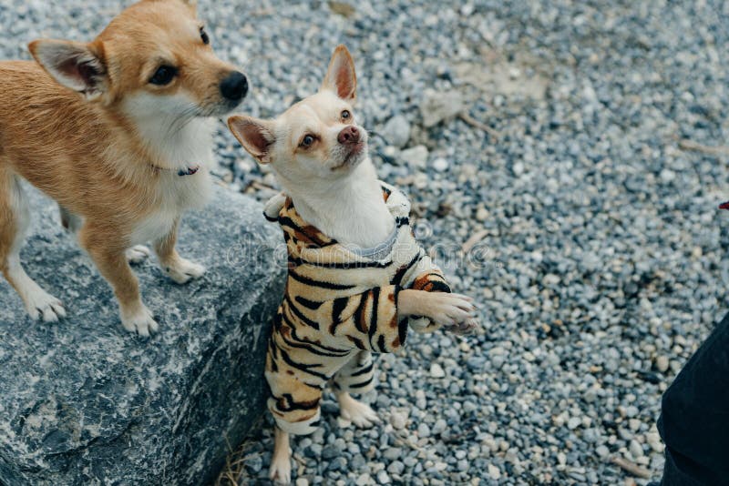 Little Chihuahua puppy wearing yellow tiger suit
