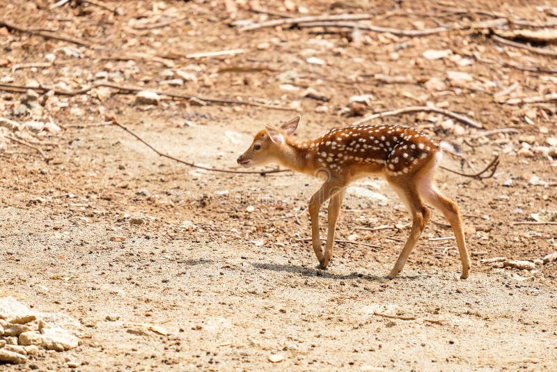 Little Chital or Cheetal Deer Axis Axis Stock Image Image of ears
