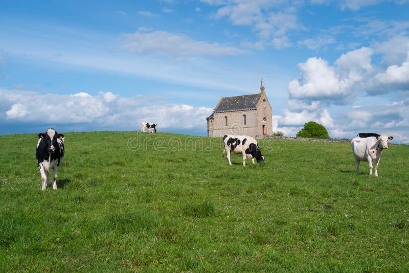 Little church with cows