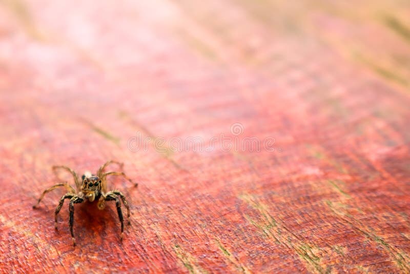 The little colorful spiders collection. stock photo The little colorful spiders collection. stock photo