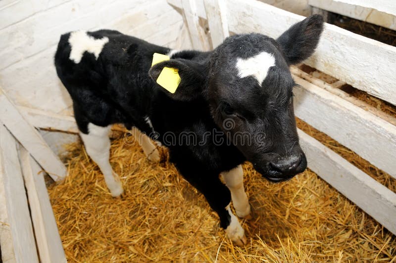 Little cow calf in box with straw royalty free stock photography
