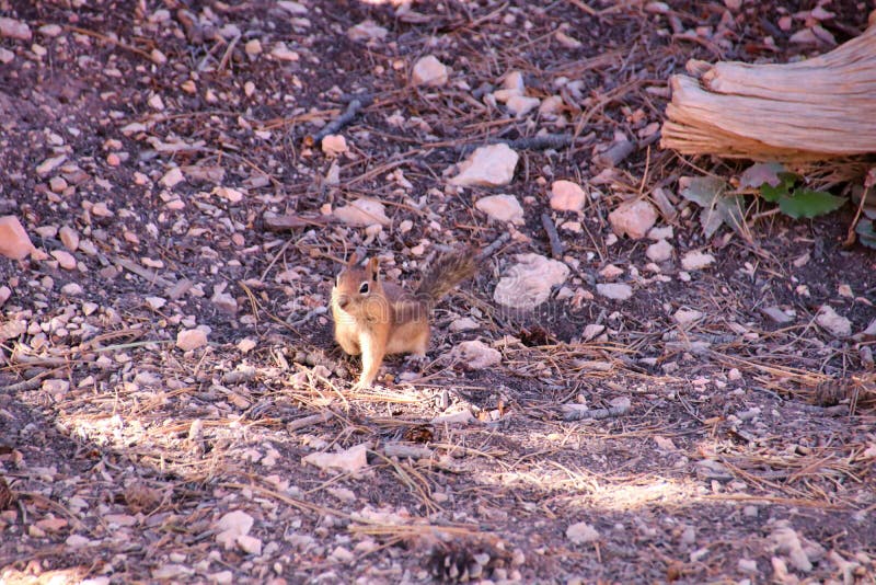 188 Crazy Squirrel Stock Photos Free & RoyaltyFree Stock Photos from