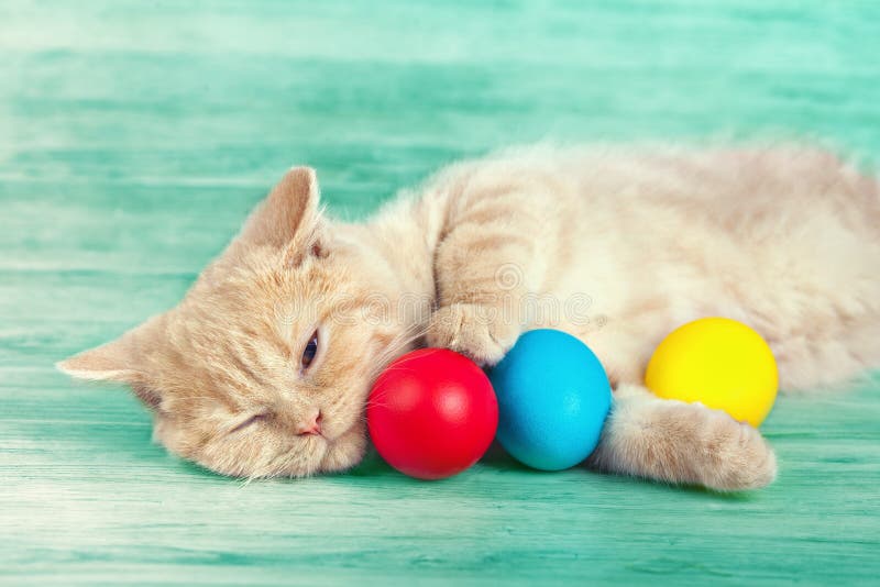 Little Cat Lying Near The Colored Eggs Stock Photo Image of cream