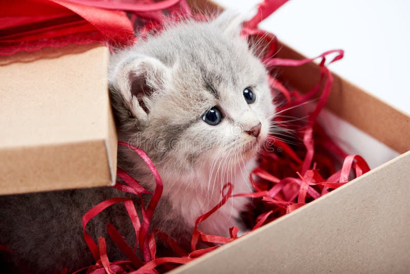 Little curious grey fluffy kitten looking from decorated cardboard birthday box being cute present for special occasion