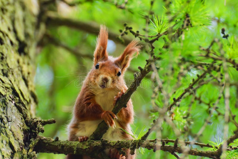 Little curious squirrel in a tree larch tree