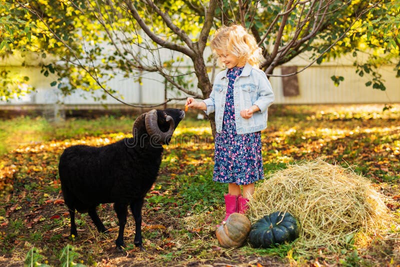 Little curly blonde girl in denim jacket and pink boots feeding black domestic sheep. Farmer`s life concept