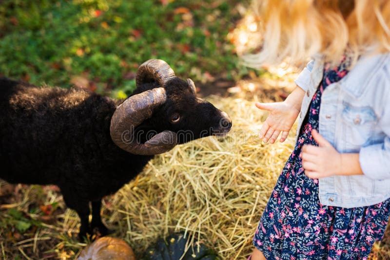 Little curly blonde girl feeding black domestic sheep. Farmer`s life concept