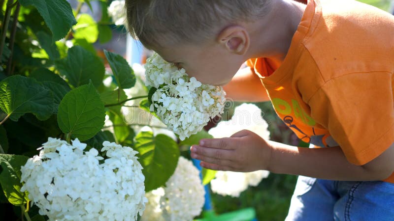 A little cute baby gently enjoys the smell of flowers. The child picks up a flower and inhales its fragrance. Blossoming stock photography A little cute baby gently enjoys the smell of flowers. The child picks up a flower and inhales its fragrance. Blossoming stock photography