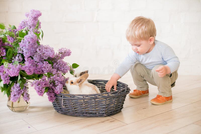 Little cute boy with blond hair with little bunnies with lilac flowers in a wicker basket royalty free stock photography Little cute boy with blond hair with little bunnies with lilac flowers in a wicker basket royalty free stock photography