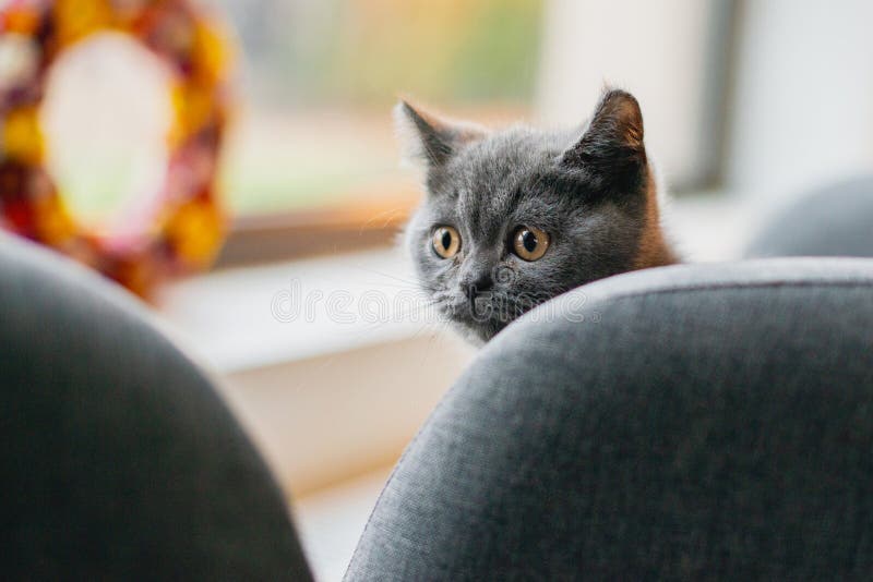 Little Grey Cat Playing and Hiding Behind Couch Stock Photo Image of