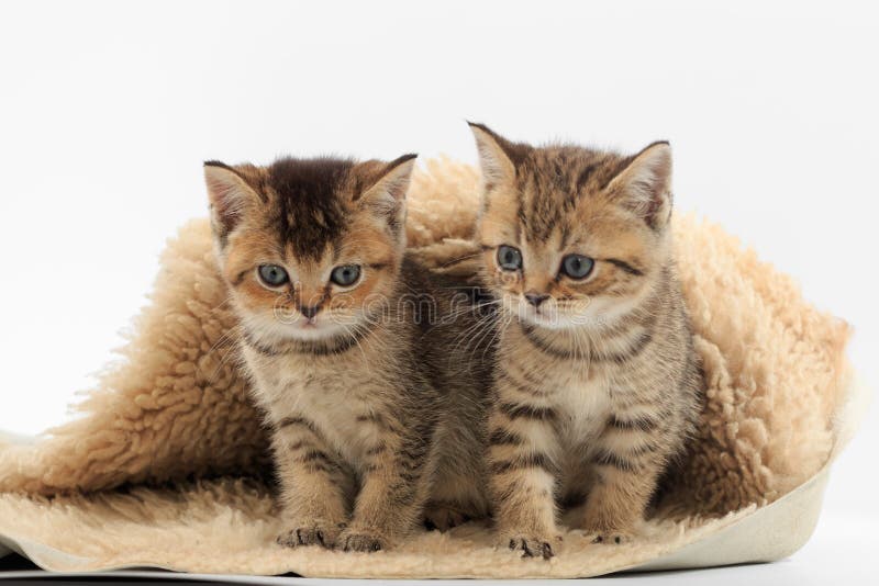 Little Cute Kitten on a Fur Litter on a White Background Stock Photo