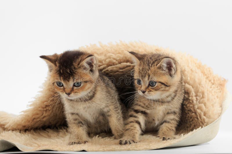 919 Little Cute Kitten Fur Litter White Background Stock Photos Free