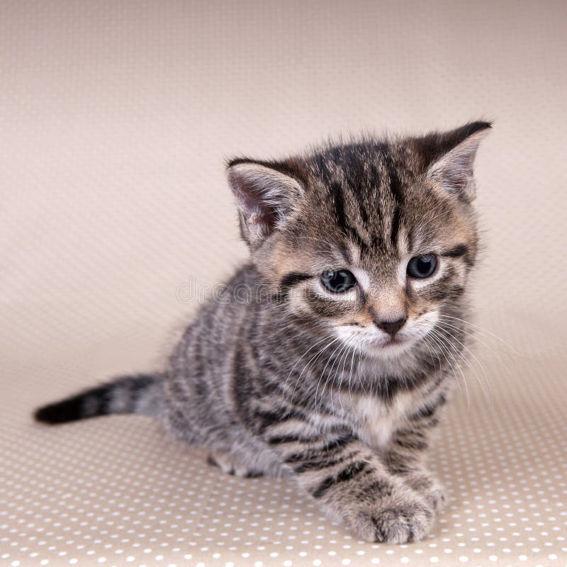 Cute kitten stock photo. Image of striped, domestic, lovable - 13477992