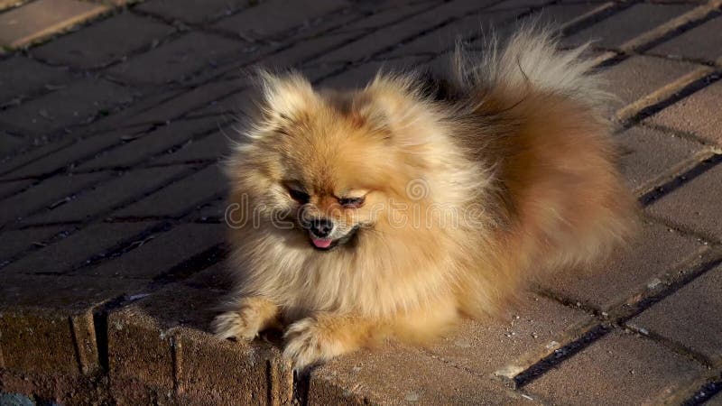 Little cute Pomeranian Spitz puppy lies and bask in the sun