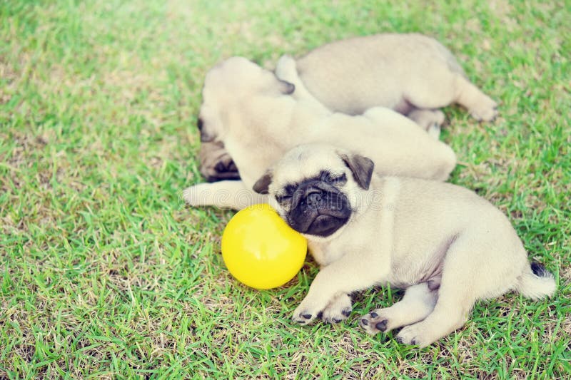 Little Cute Brown Pug in Green Lawn Stock Image - Image of dopey, cute ...