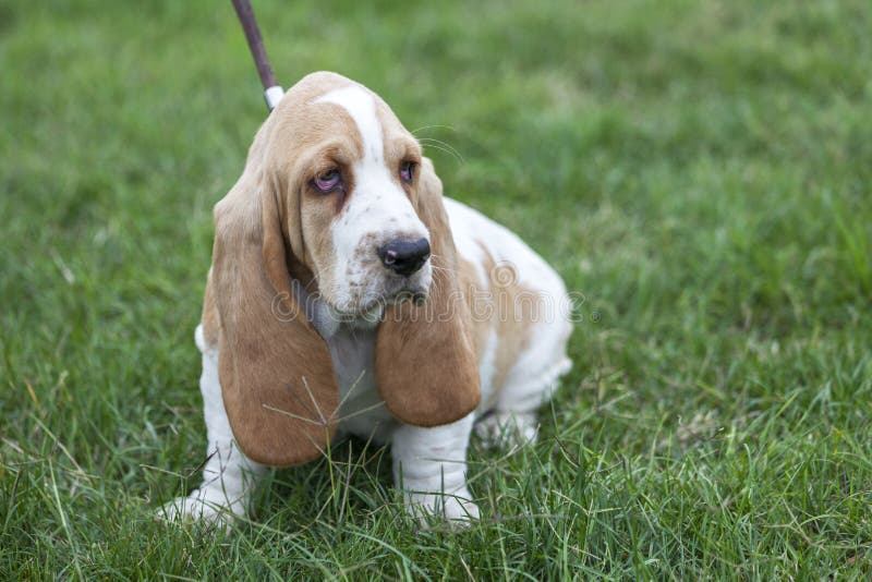 Little cute puppy Basset Hound on a leash, first time goes for a walk outside the home. Little puppy sits on the grass and looks around. Copy space. Little cute puppy Basset Hound on a leash, first time goes for a walk outside the home. Little puppy sits on the grass and looks around. Copy space