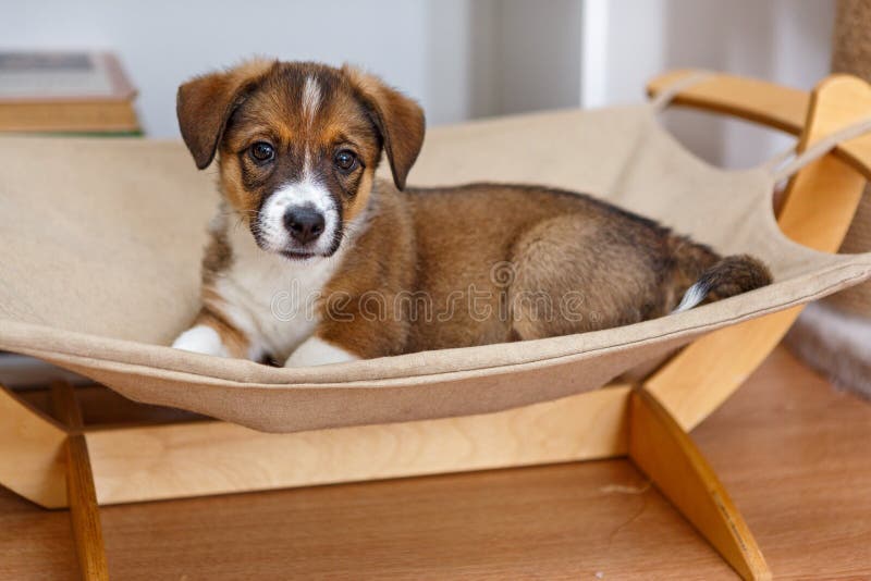 Little cute puppy in a hammock