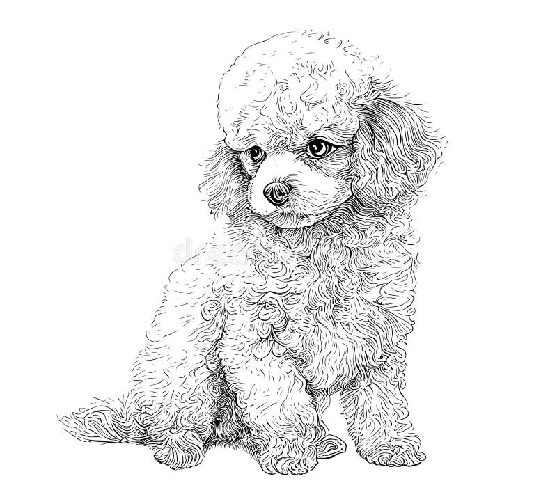 Toy Poodle Gorgeous Mini Dog Teddy | Art Board Print