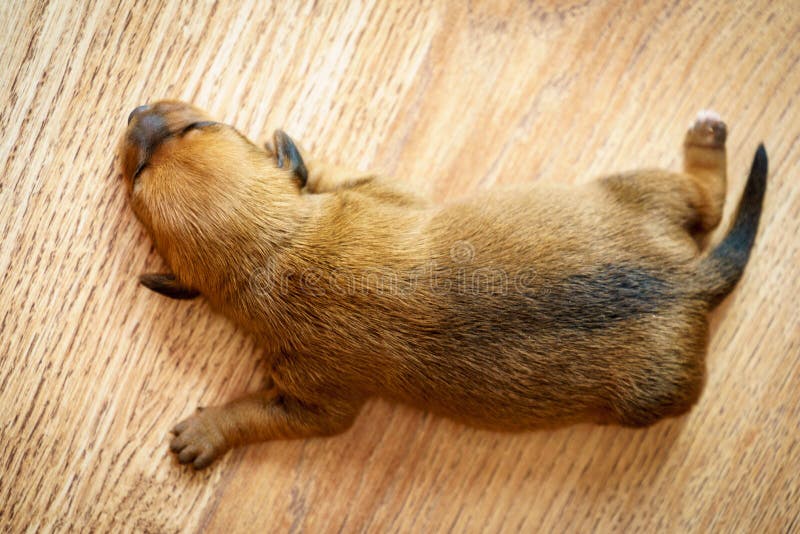Little dachshund dog puppy newborn