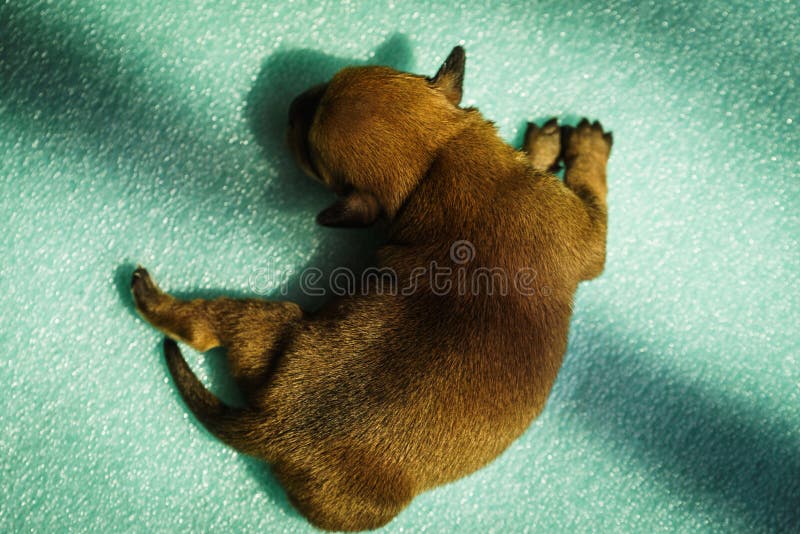 Little dachshund dog puppy newborn