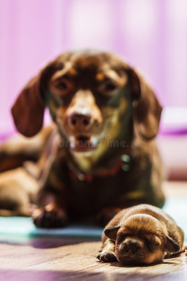 Little dachshund dogs puppies newborns