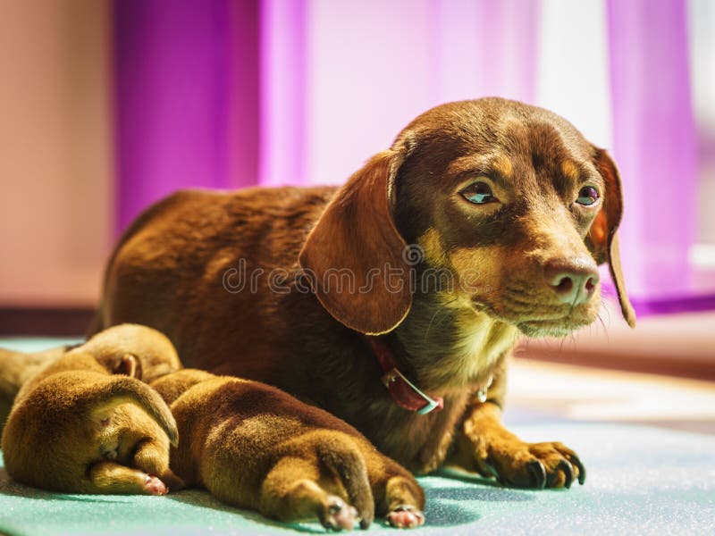 Little dachshund mom feeding puppies newborns