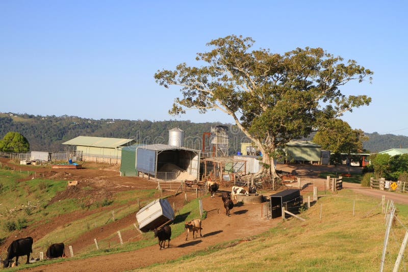 Australia, Queensland Little Dairy Farm Stock Photo Image of bovine