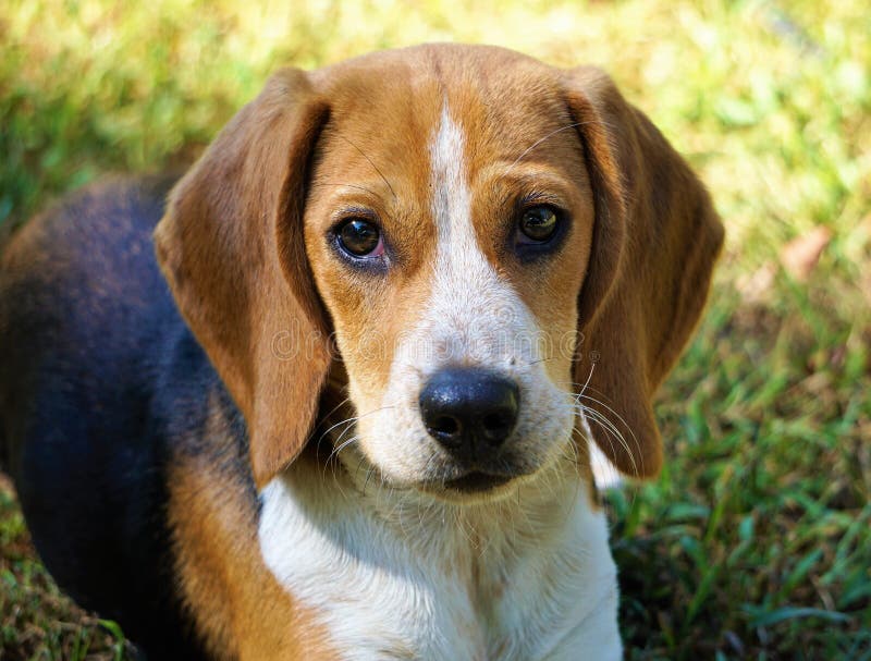 Little Daisy Dew Cutest Beagle in the World Stock Image - Image of ...