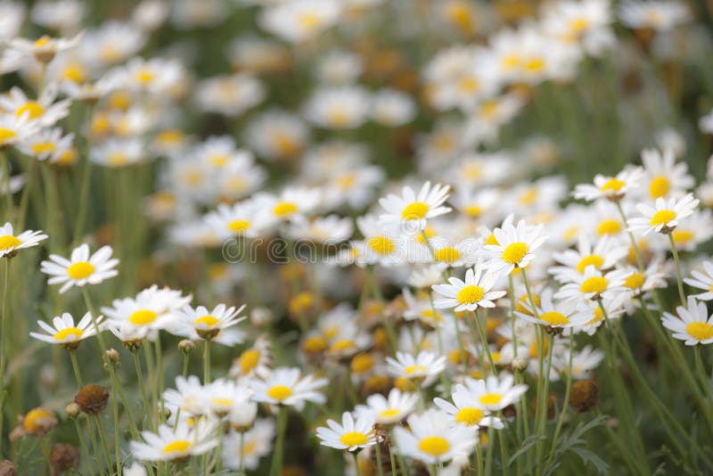 Little Daisy Flowers Blowing in the Wind Motion Blur at Garden. Stock