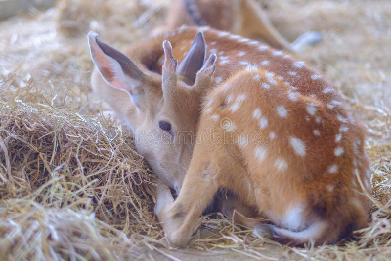 Deer Fawn Sleeping Stock Images - Download 121 Royalty Free Photos