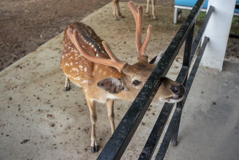 Little Deer stock photo. Image of steel, safari, wild 141429006