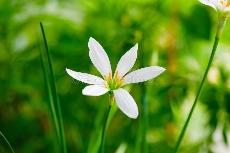 Little delicate white flowers blossom on blurred green grass background , soft focus macro,spring natural floral backdrop, summer