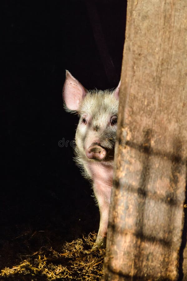 Little dirty curious piglet hiding in the shadow