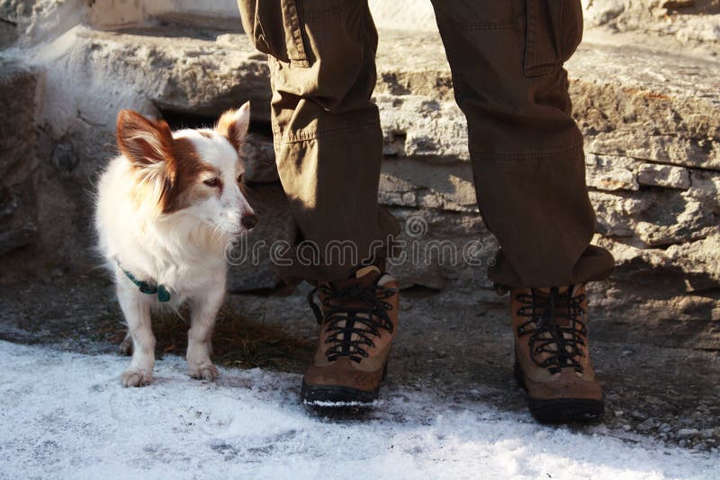 Little dog near his dog owner