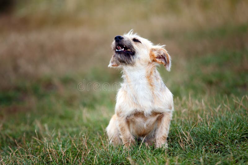 Little dog barking stock photo. Image of animal, hair 6362946