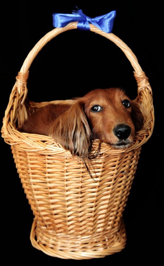 Little dog in a basket stock image. Image of teckel, adorable 10369571
