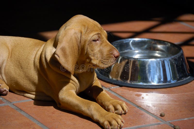 Little Dog And A Big Bowl