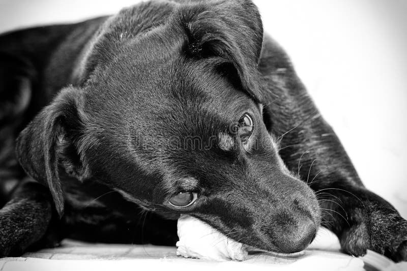 Little Dog Chewing on a Bone Stock Image Image of play, chihuahua 85759141