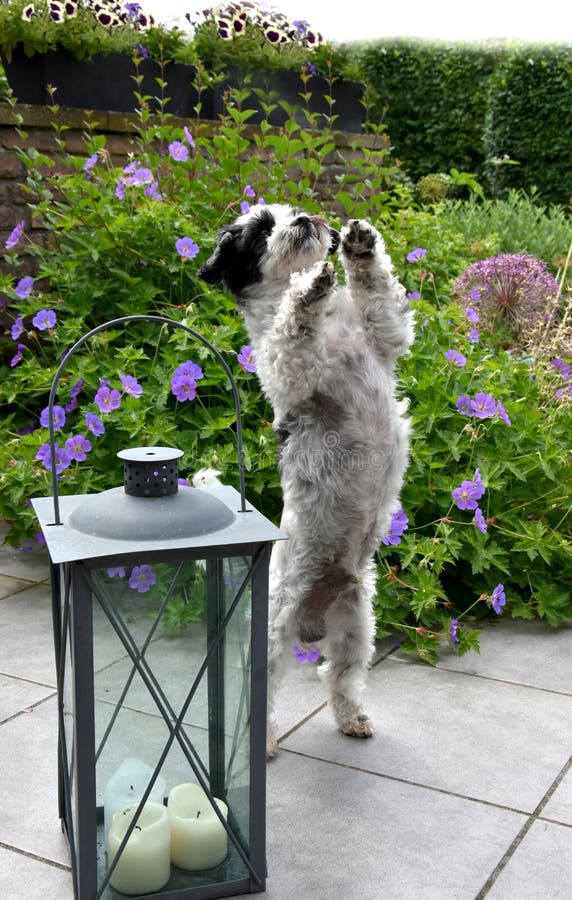 Little dog in the garden, standing on hind legs and tries to dance, begging for a treat. Little dog in the garden, standing on hind legs and tries to dance, begging for a treat