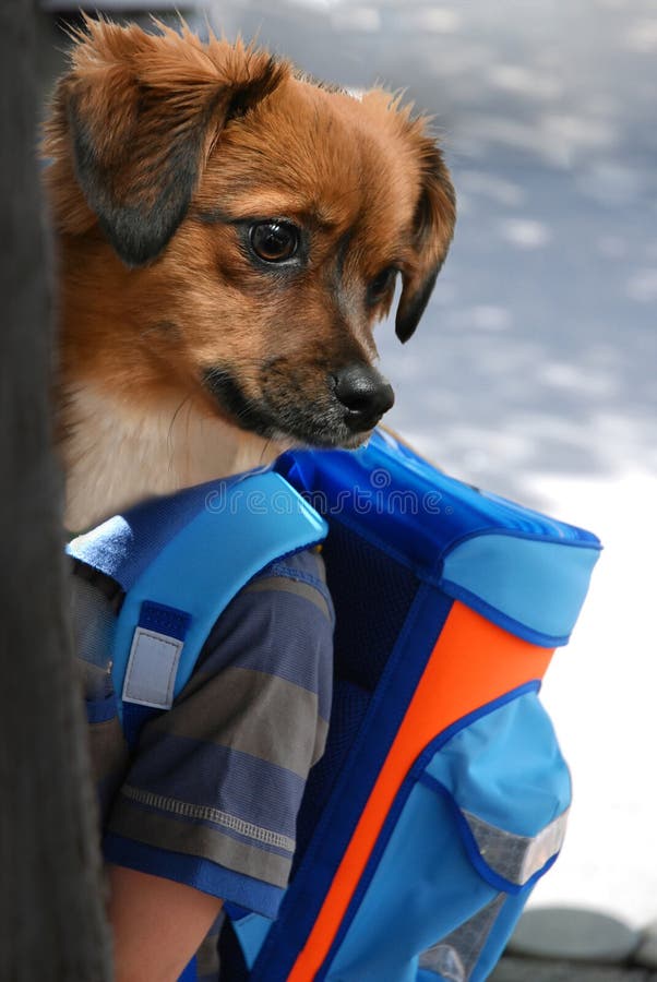 Sitting dog with school bag Stock Illustration by ©clairev #2009135