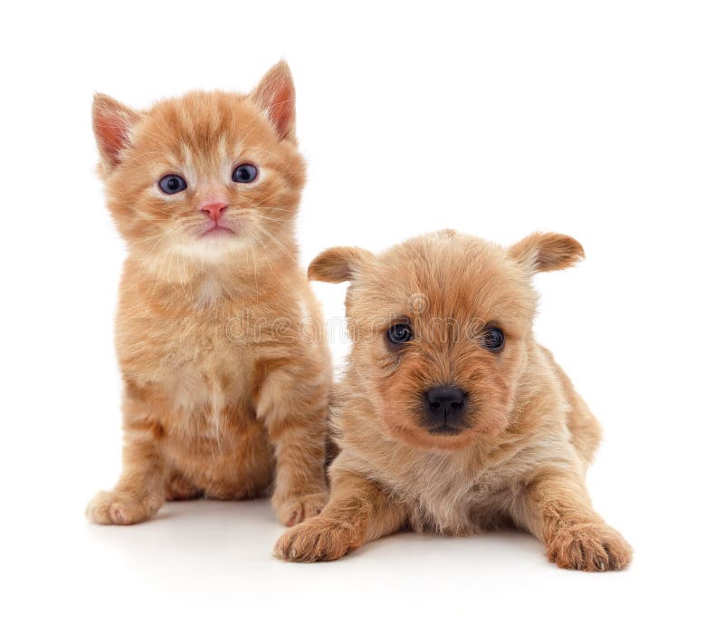 Little dog with a kitten royalty free stock photography Little dog with a kitten royalty free stock photography