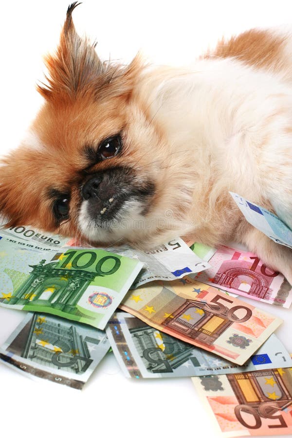 Собака с деньгами. Овчарка и деньги. Чихуахуа с деньгами. Купюры с собаками.