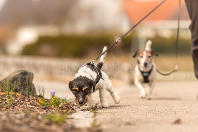 Little dog pulls on a leash while walking, Jack Russell Terrier doggy 2 years old