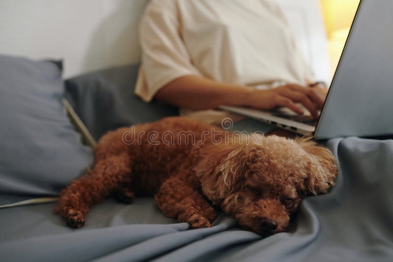 Dog Sleeping Next to Owner stock image. Image of distant 316199459