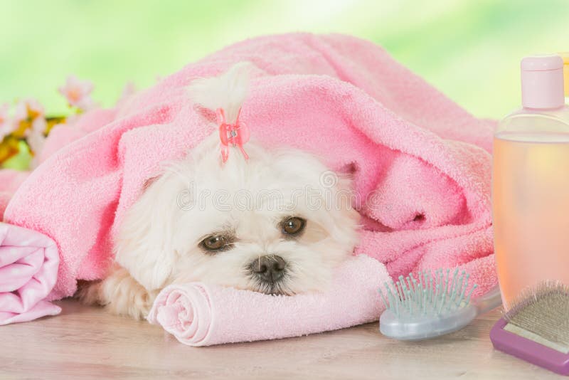 Little dog at spa stock photo. Image of bathing, funny 72249190