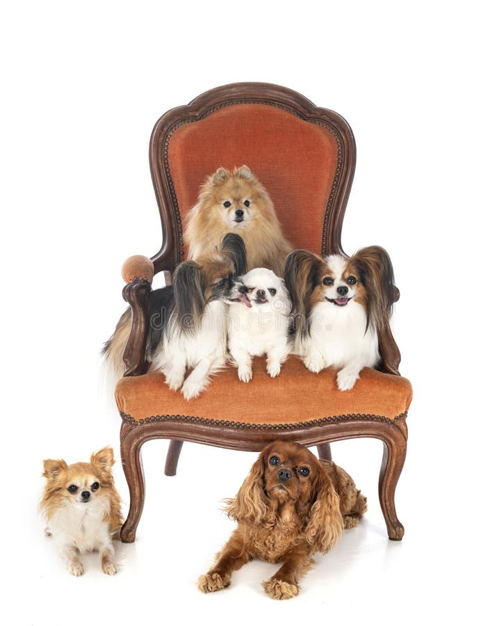 Little dogs on chair stock photo. Image of love, tongue 198488810