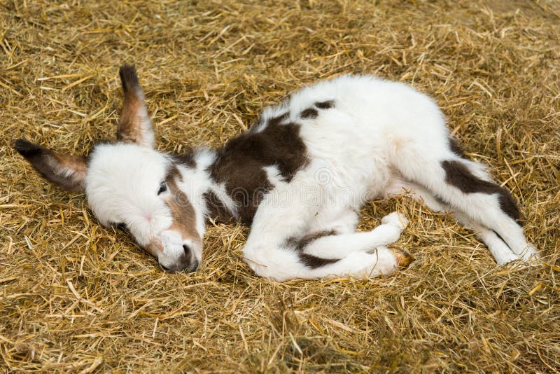 Little Donkey royalty free stock photo Little Donkey royalty free stock photo